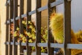 Colorful plants grow behind metal bars Royalty Free Stock Photo