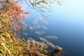 Colorful plants grows riverside