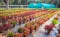 Colorful plants in Lalbagh public gardens, Bengaluru, India