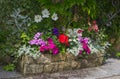 Colorful plants in stone trough.