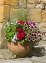 Colorful plants in a terracota pot, including begonia, petunia, fuchsia, impatiens