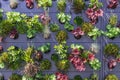 Colorful plants in a vertical garden, greening concept