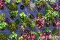 Colorful plants in a vertical garden, greening concept