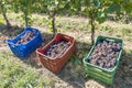 Colored plastic boxes filled with bunches of black grapes, ready to be taken to the winery during the harvest