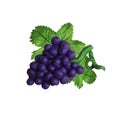 Colorful plasticine handmade 3D grape icon isolated on white background