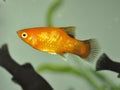 Platy fish  swimming in tropical exotic aquarium Royalty Free Stock Photo