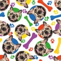 Colorful and playful French Bulldog