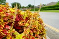 Colorful Plectranthus scutellarioides Royalty Free Stock Photo