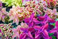 Colorful Plectranthus scutellarioides Royalty Free Stock Photo