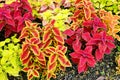 Colorful Plectranthus scutellarioides Royalty Free Stock Photo