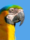 Colorful plumage of a Macaw Royalty Free Stock Photo