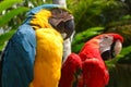 Colorful plumage of a Macaw in the Amazon rainforest Royalty Free Stock Photo