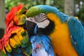 Colorful plumage of a Macaw in the Amazon rainforest Royalty Free Stock Photo