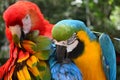 Colorful plumage of a Macaw in the Amazon rainforest Royalty Free Stock Photo