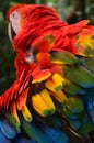 Colorful plumage of a Macaw in the Amazon rainforest Royalty Free Stock Photo