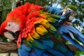 Colorful plumage of a Macaw in the Amazon rainforest Royalty Free Stock Photo