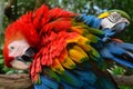 Colorful plumage of a Macaw in the Amazon rainforest Royalty Free Stock Photo