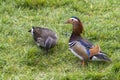 The colorful plumage of a pair of Mandarin Ducks in a park near the Hague, Netherlands