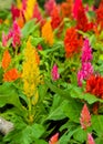 Colorful plumed cockscomb flower