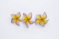 Colorful Plumeria flower isolate on white background Royalty Free Stock Photo