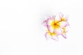 Colorful plumeria flower isolate on white background Royalty Free Stock Photo