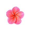 Colorful plumeria flower isolated on white