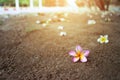 Colorful plumeria flowers on the ground.