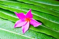 Colorful Plumeria flowers on leaf