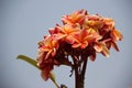 Colorful Plumeria With Green Leaves Royalty Free Stock Photo