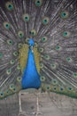 Colorful Plummage Visible on a Blue Peacock