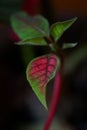 Colorful poinsettia leaves or Christmas flower on black background Euphorbia pulcherrima Royalty Free Stock Photo