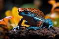 Colorful poison dart frog on a natural background
