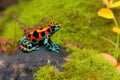 Colorful poison dart frog on a rock with red flower.