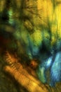 Colorful, polarizing, abstract micrograph of bumble bee tissues.