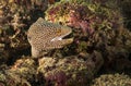 Colorful and polka dot fish hidden among corals in Maldives