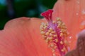 Colorful pollen Hibiscus flower.