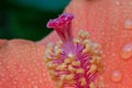 Colorful pollen Hibiscus flower with drop.