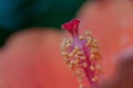 Colorful pollen Hibiscus flower.