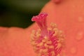 Colorful pollen Hibiscus flower with drop.