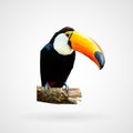 Colorful polygonal toucan bird, Vector