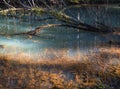 Colorful pond in a rainforest Royalty Free Stock Photo