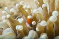 Colorful pop corn shrimp on red soft coral macro Royalty Free Stock Photo