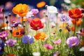 Colorful poppies in the field, soft focus background, Colorful wildflowers blooming in a garden on a sunny day, AI Generated Royalty Free Stock Photo