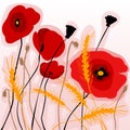 Colorful poppies and wheatear