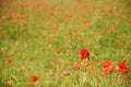 Colorful poppy field, brilliant landscape