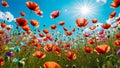 Colorful poppy flowers in the meadow against blue sky at sunny day.Natural floral background. Royalty Free Stock Photo