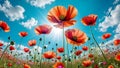 Colorful poppy flowers in the meadow against blue sky at sunny day.Natural floral background. Royalty Free Stock Photo