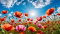 Colorful poppy flowers in the meadow against blue sky at sunny day.Natural floral background. Royalty Free Stock Photo