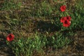 Poppy flowers in a green bush