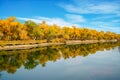 Colorful Populus in autumn by River Tarim Royalty Free Stock Photo